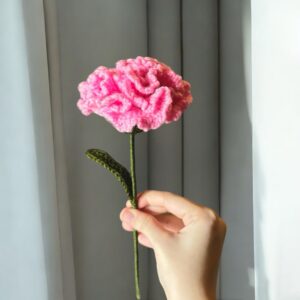 Carnation